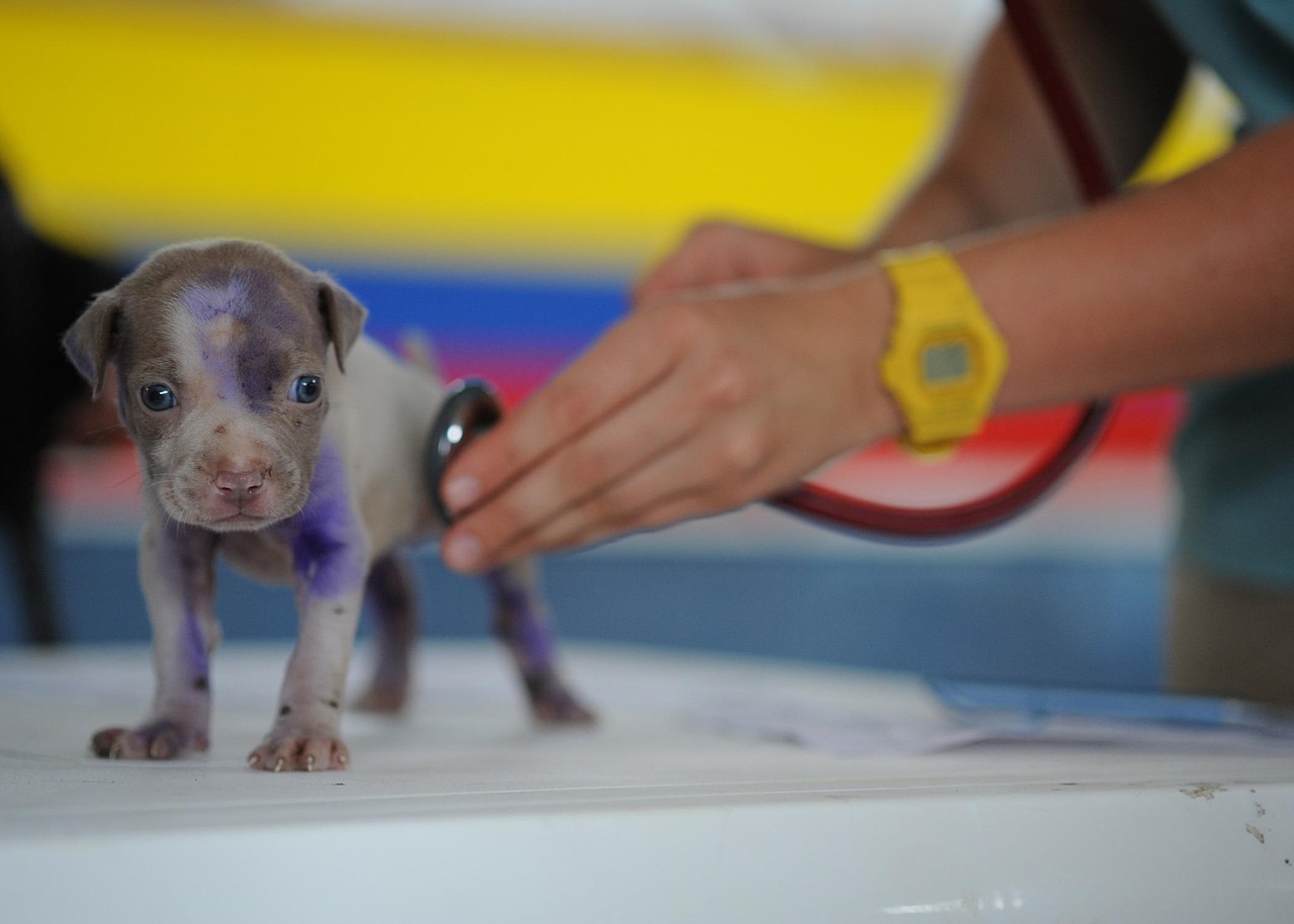Dog, puppy, canine — Factors Affecting TRT Monthly Cost